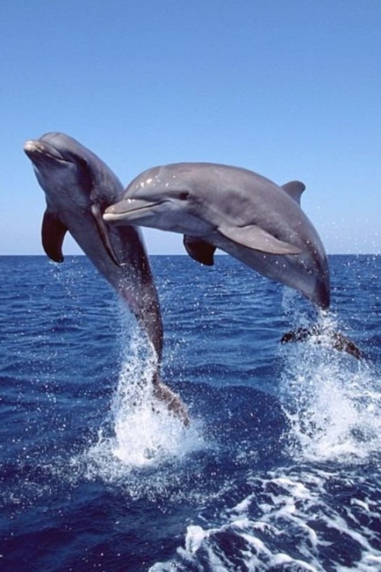 Черноморская Афалина