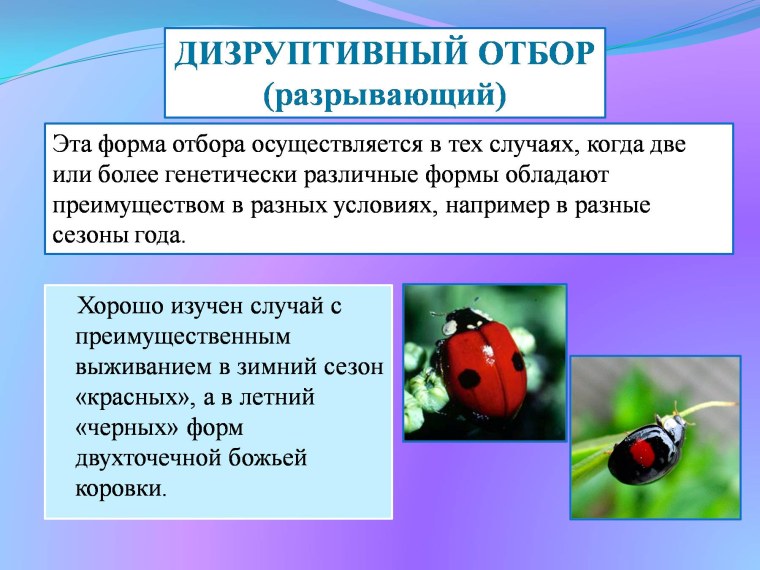 Дизруптивный отбор это в биологии