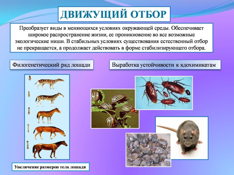 Естественный отбор биология 11 класс