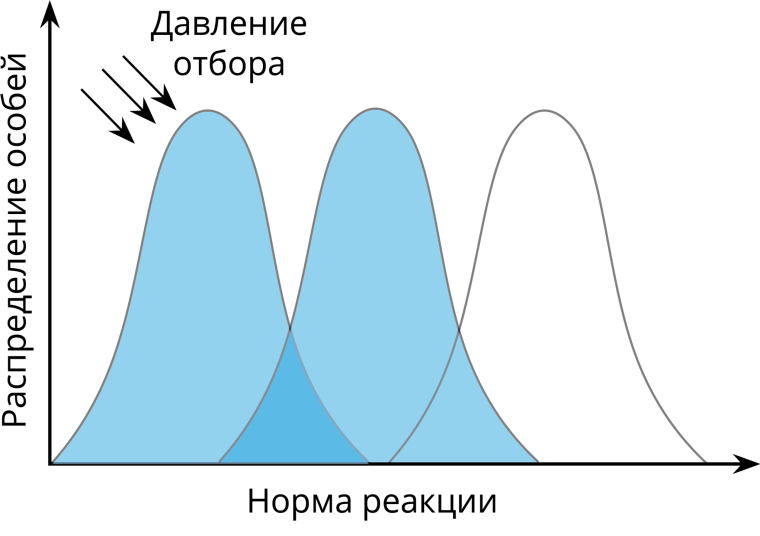 Движущий отбор схема