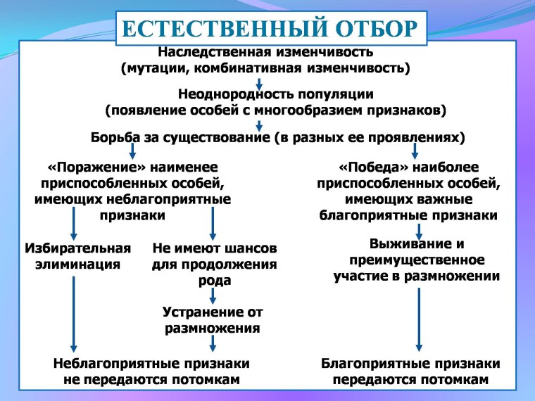 Естественный отбор схема биология