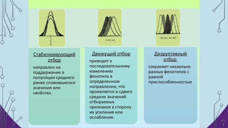 Стабилизирующий отбор движущий отбор и дизруптивный