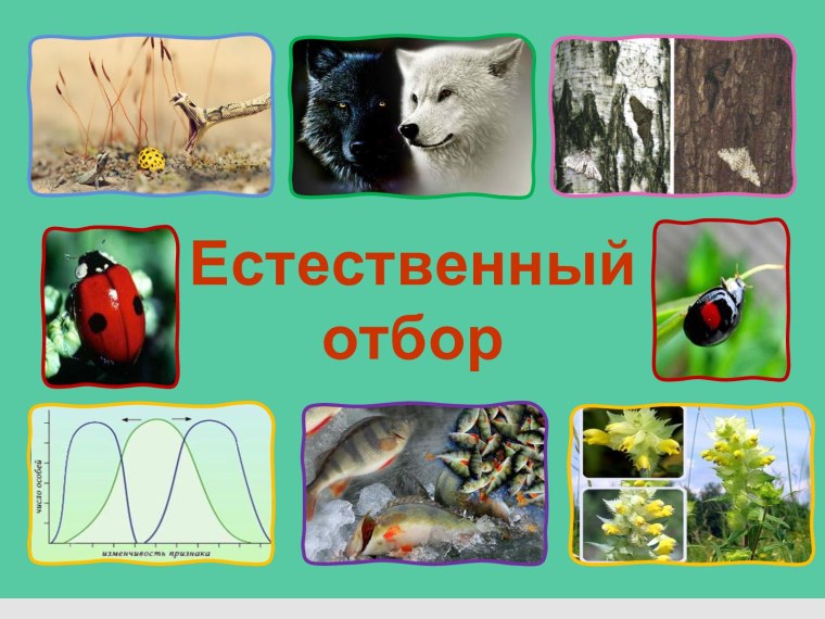 Естественный отбор презентация