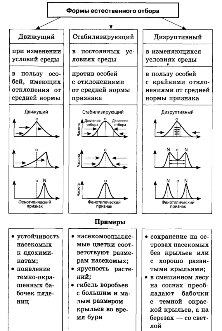 Схема формы естественного отбора биология