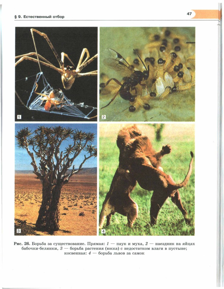 Эволюция борьба за существование