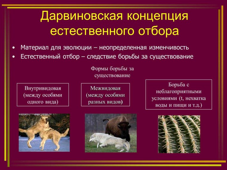 Понятие естественного отбора