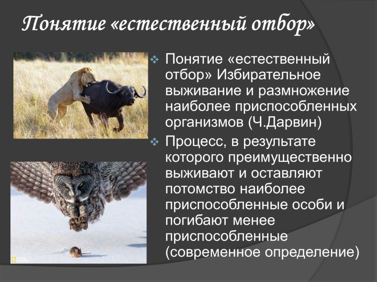 Понятие естественного отбора