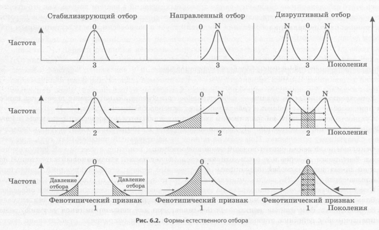 Схема действия стабилизирующего отбора