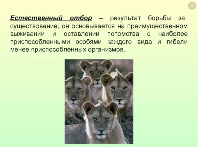 Борьба за существование и естественный отбор