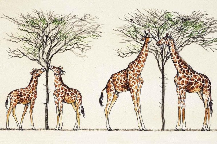 Теория эволюции Ламарка Жирафы