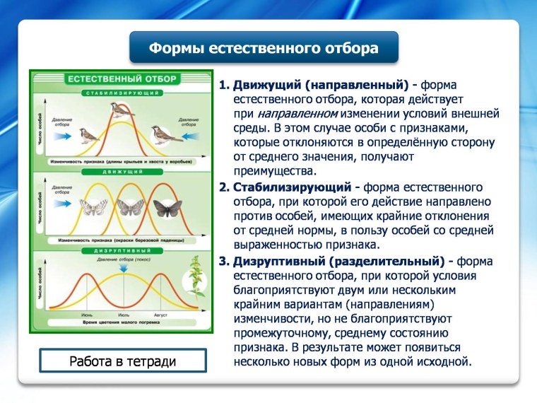 Формы естественного отбора таблица по биологии 11 класс