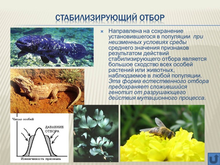 Гаттерия стабилизирующий отбор