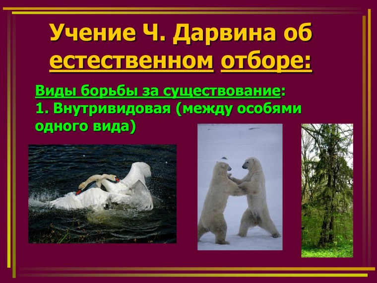 Учение Дарвина об естественном отборе 1
