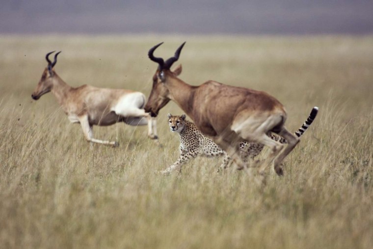 Естественный отбор в природе