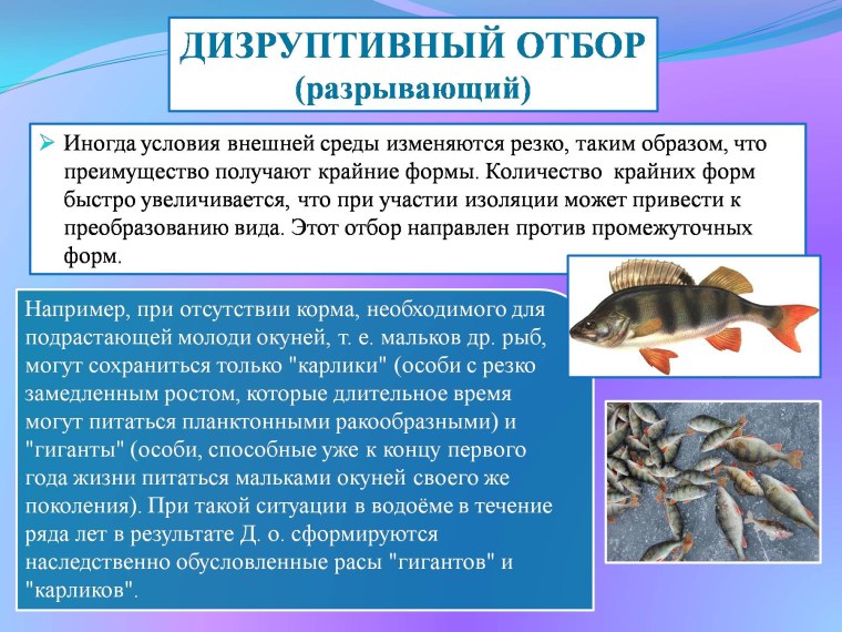 Формы естественного отбора дизруптивный