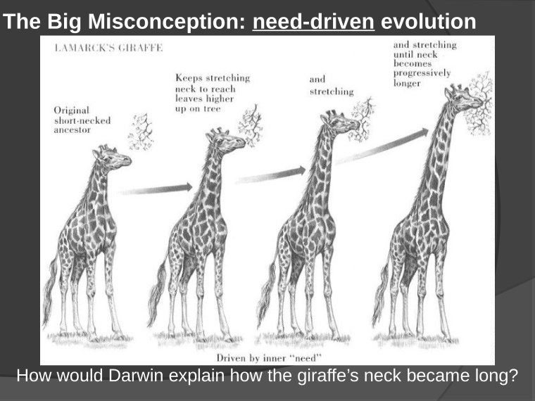 Эволюция жирафа Ламарк