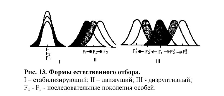 Формы естественного отбора: 1 стабилизирующий