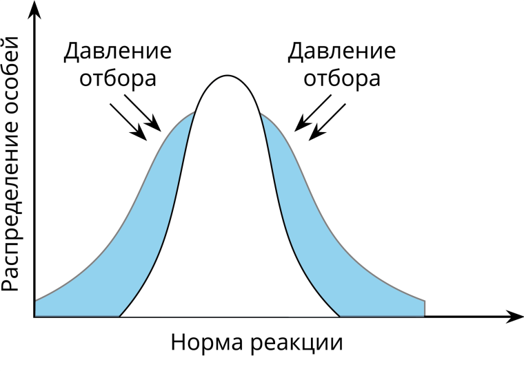 Схема стабилизирующего естественного отбора