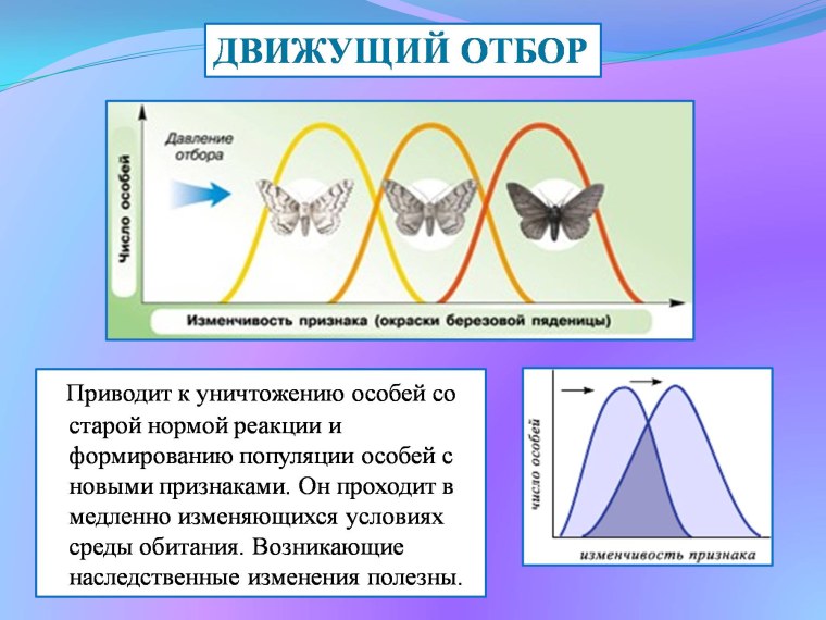 Естественный отбор стабилизирующий движущий дизруптивный