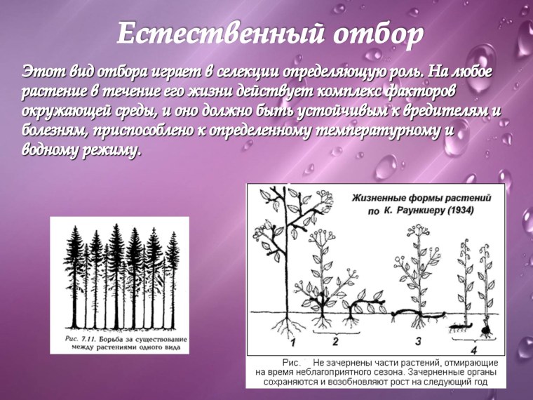 Естественный отбор метод селекции