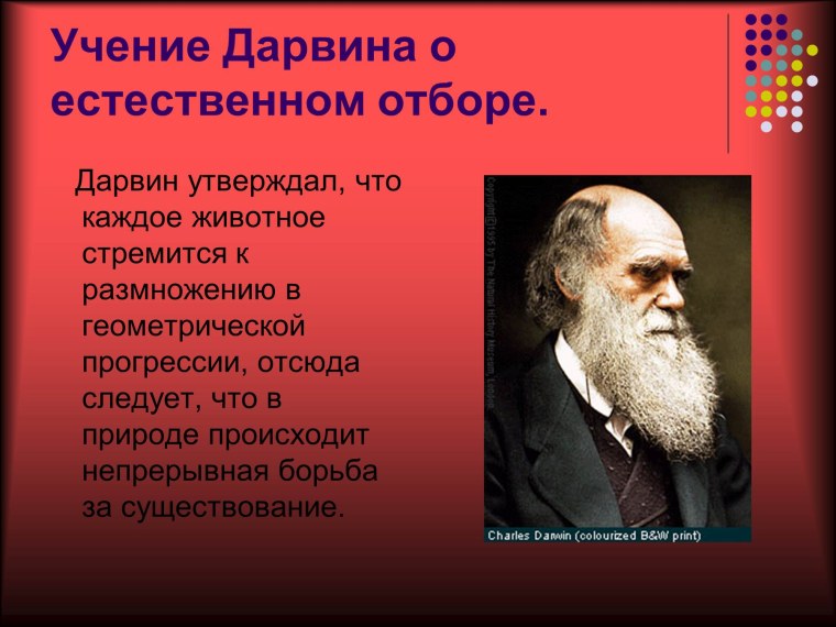 Теория естественного отбора Чарльза Дарвина кратко