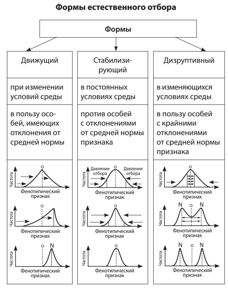 Движущий стабилизирующий дизруптивный отбор таблица