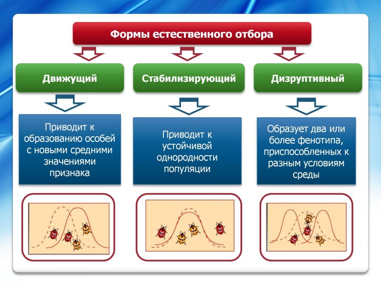 Формы естественного отбора