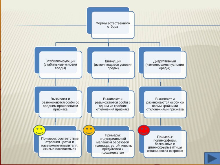 Формы естественного отбора схема