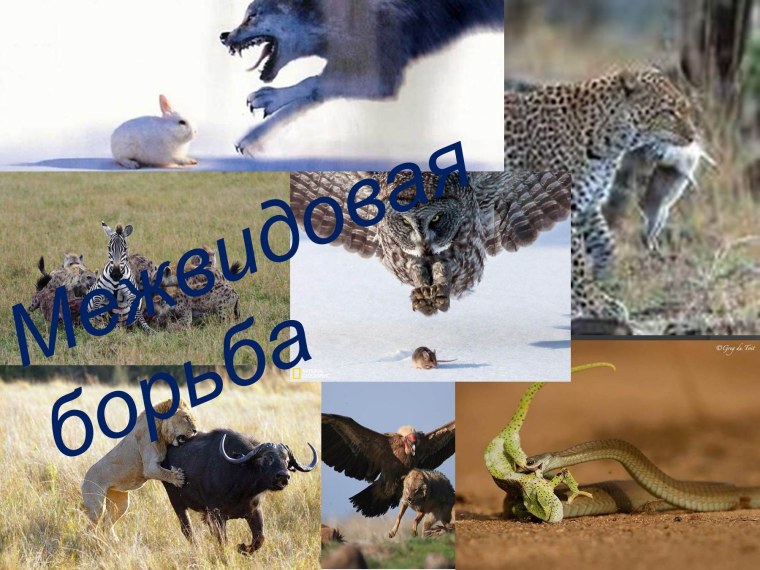 Естественный отбор 10 класс