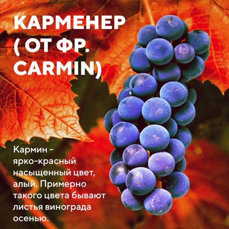 Виноград Карменер Чили