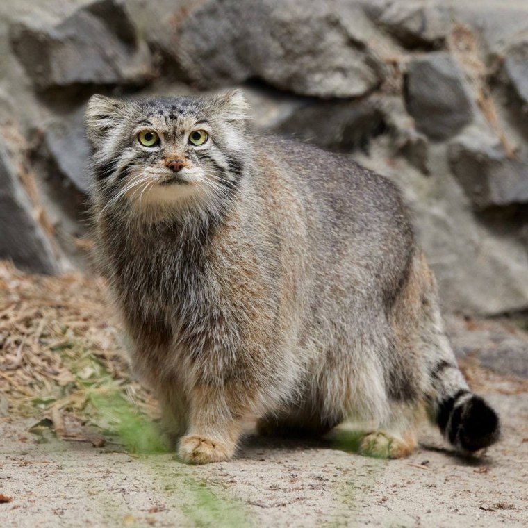 Манул Новосибирский зоопарк