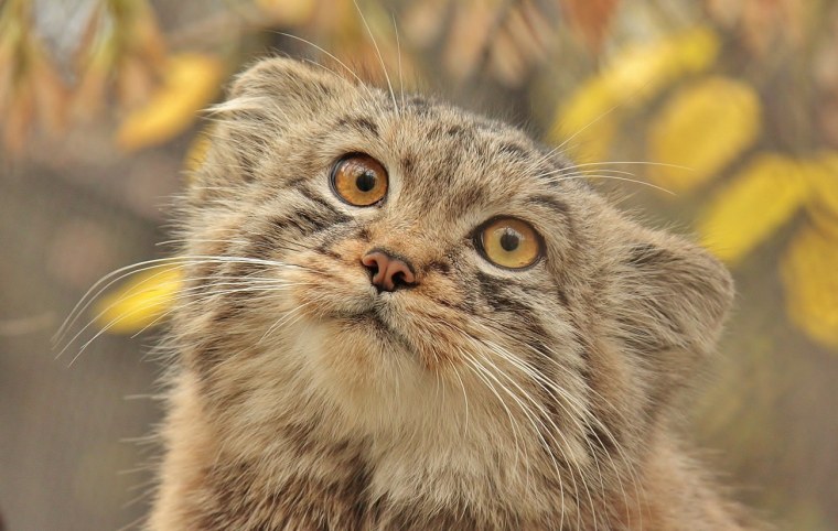 Семейство кошачьих Манул