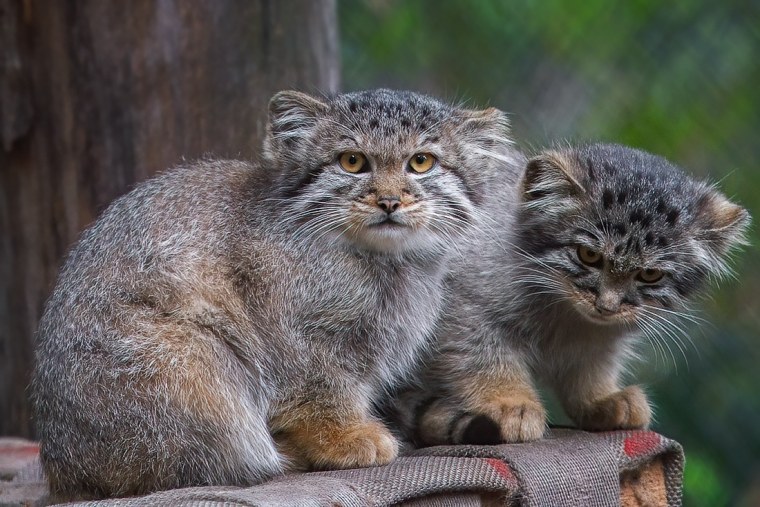 Кот Манул Новосибирский зоопарк