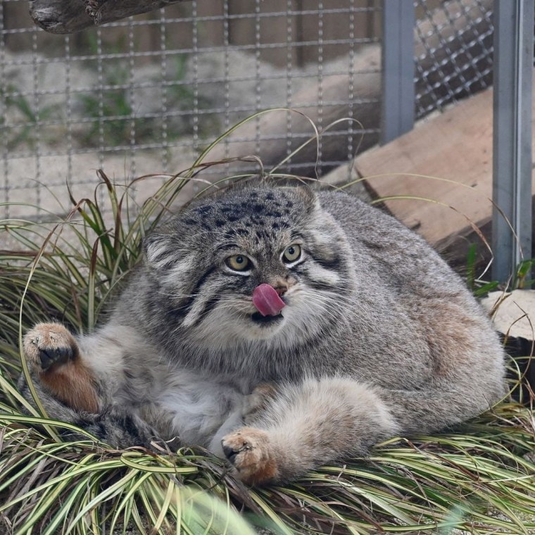 Алтайский Манул