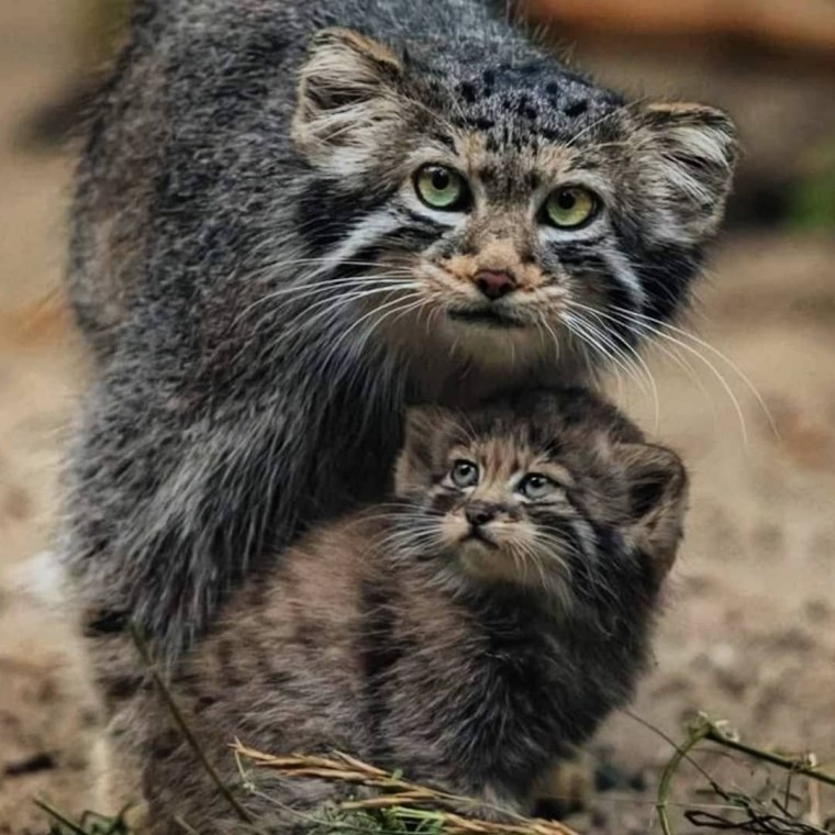 Дикий кот Манул котята