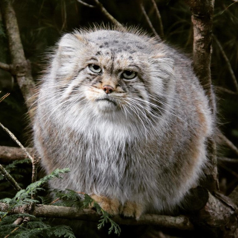 Степной кот Манул