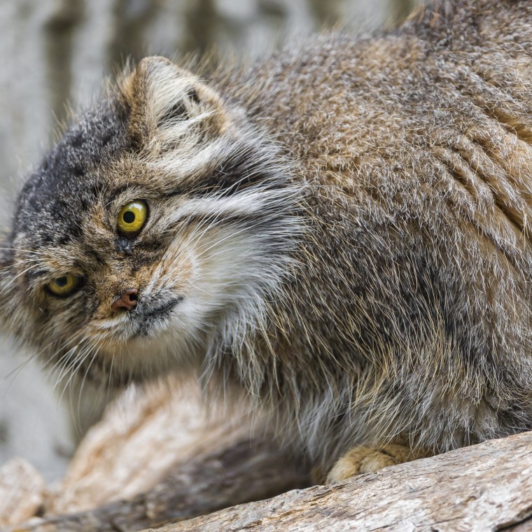 Камышовый кот Манул