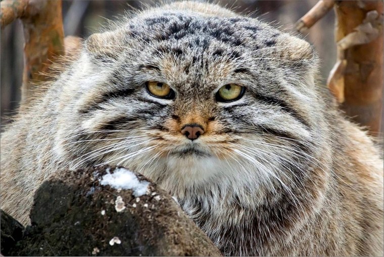 Лесной кот Манул