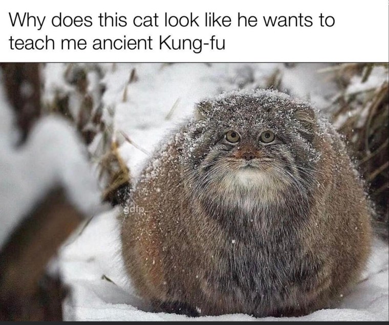 Манул Забайкальский