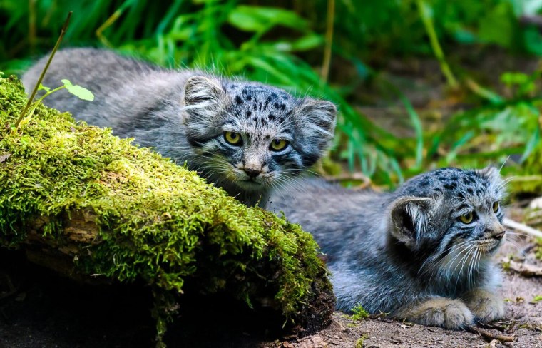 Манул (палласов кот)