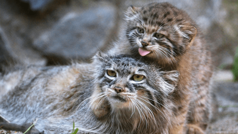 Лесной кот Манул