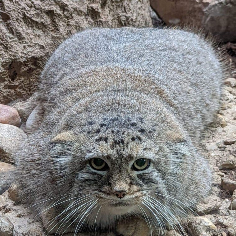 Манул Федот