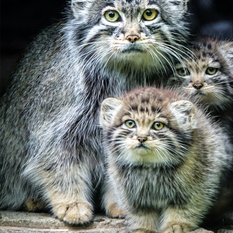 Манул котята