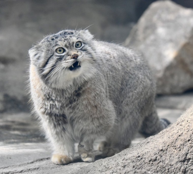 Манул Забайкальский дикий кот