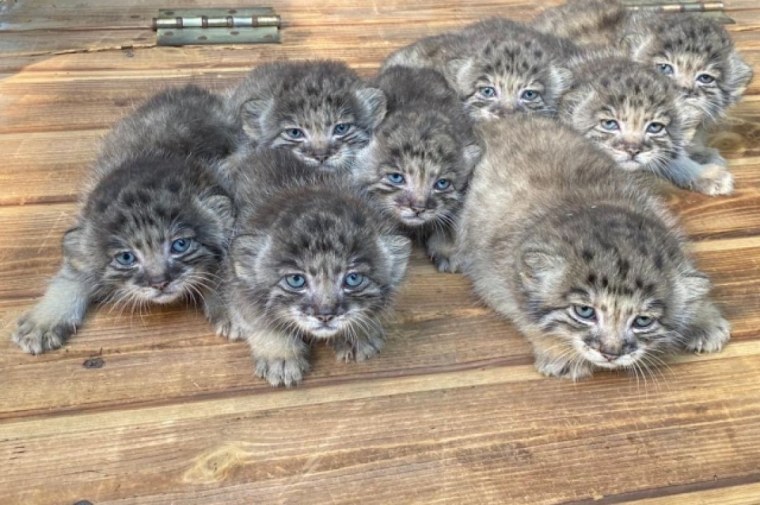 В Новосибирском зоопарке родились 16 детёнышей манула