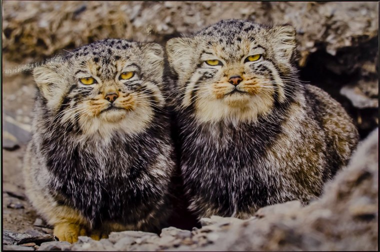 Манул самка