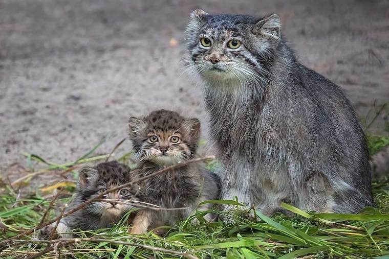 Манул Новосибирский зоопарк