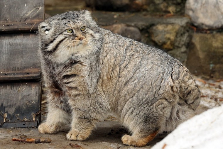 Домашний кот Манул Манул