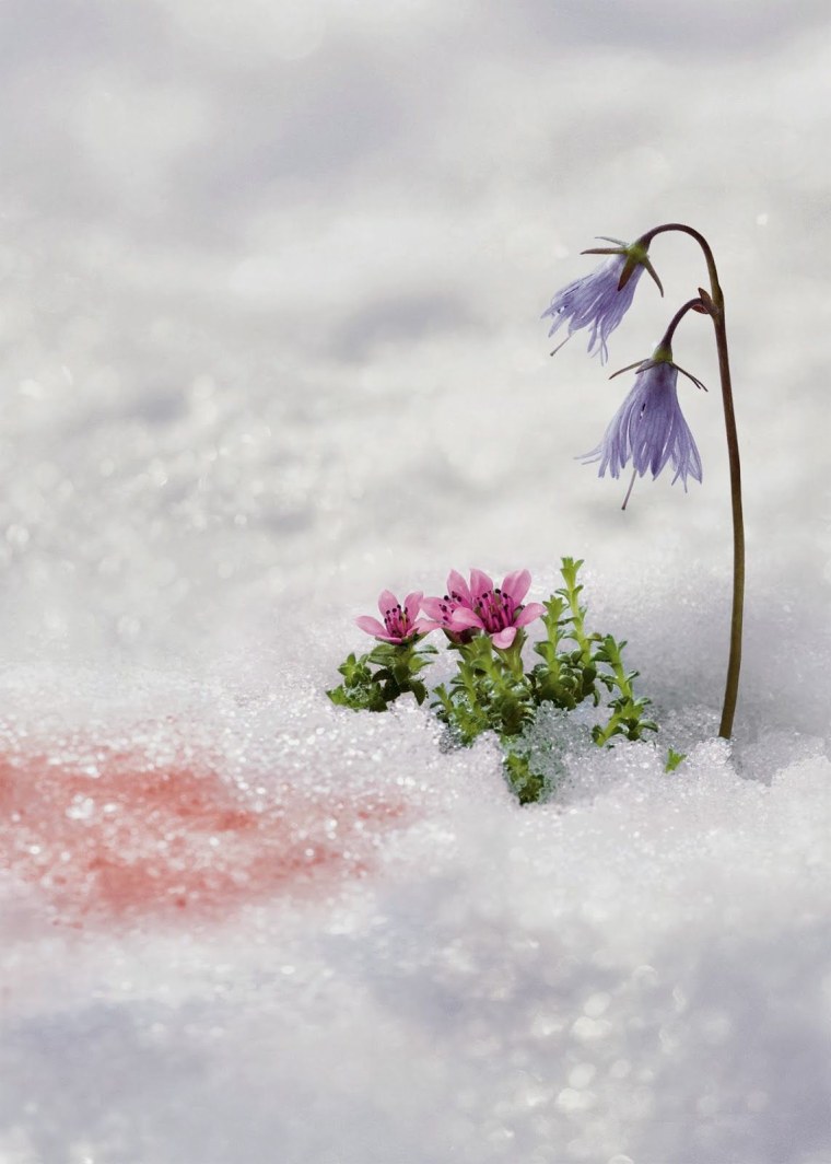 Нежные цветы в снегу