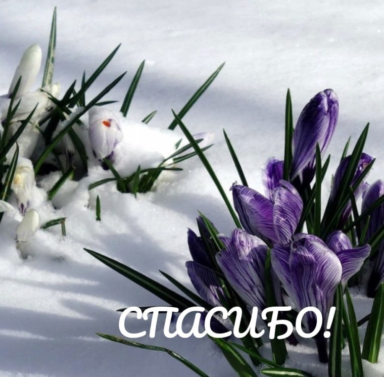 Крокусы тюльпаны подснежники